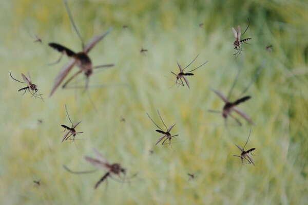 Malaria, 282 milioni di casi nel 2024: crescono resistenze e fragilità dei sistemi sanitari