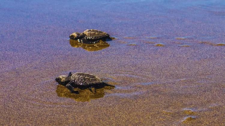 Nearly 10,000 hatchlings of 16,000 olive ridley turtle eggs released so far