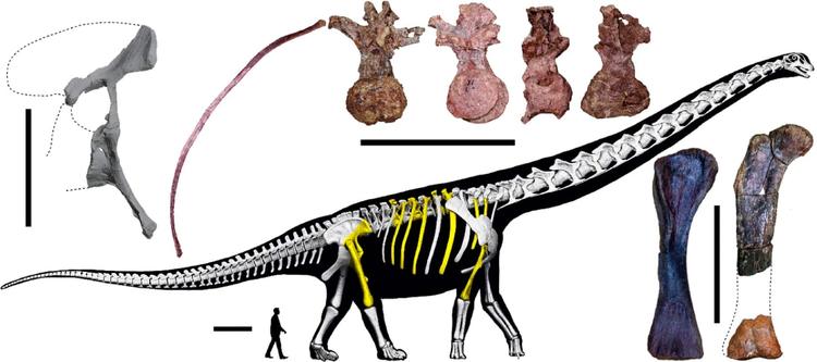 Schematic representation of the skeleton of Nagatitan chaiyaphumensis