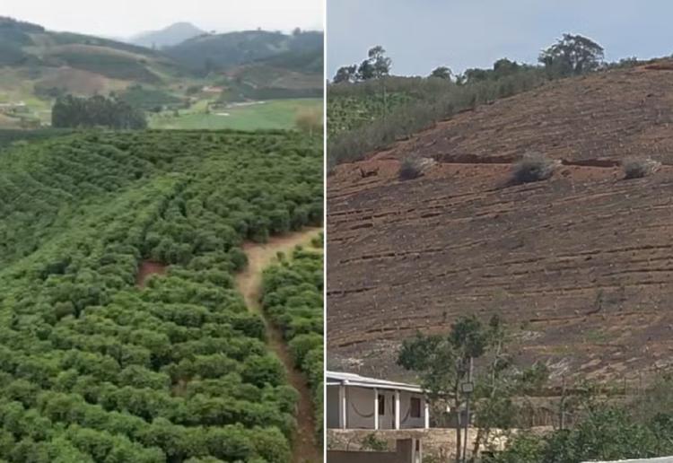 Antes e depois: granizo destrói lavouras de café em Porciúncula e causa prejuízo de R$ 12 milhões