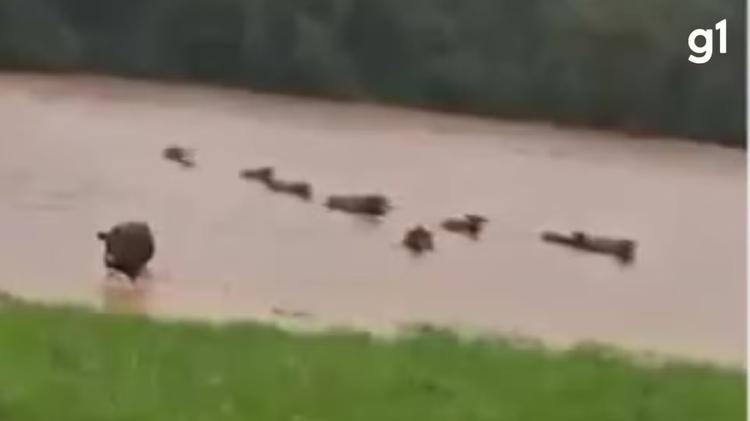 VÍDEO: Rebanho de gado nada para fugir de enchente no Norte do RS