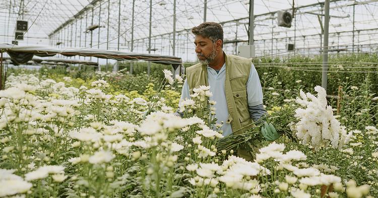 Crédito cooperativo impulsiona flores e outras culturas de nicho no campo