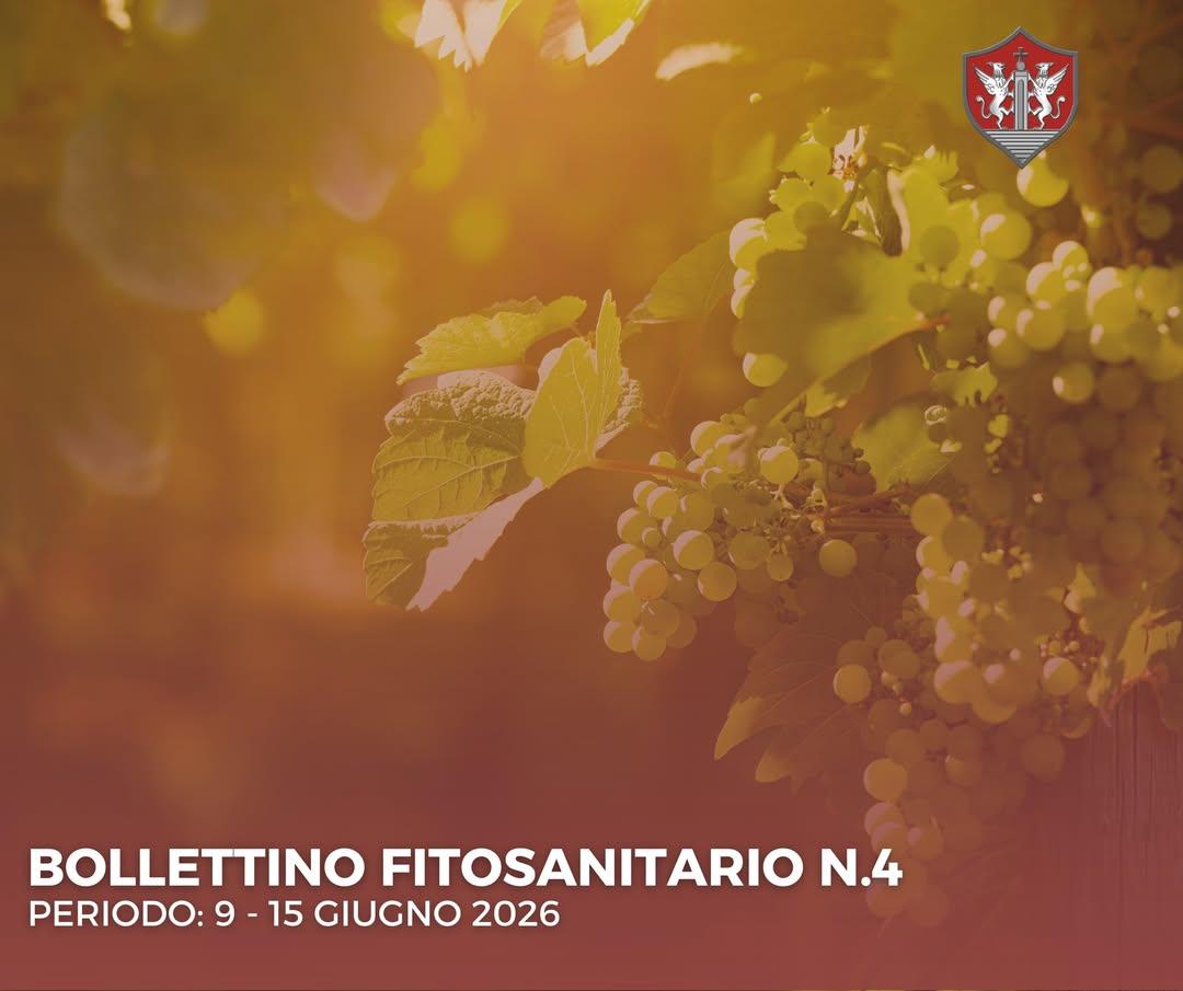 🔴 BOLLETTINO FITOSANITARIO N. 4 L'ufficio Agricoltura del comune di Rutigliano comunica che, sul sito dell'Ente, è onli...