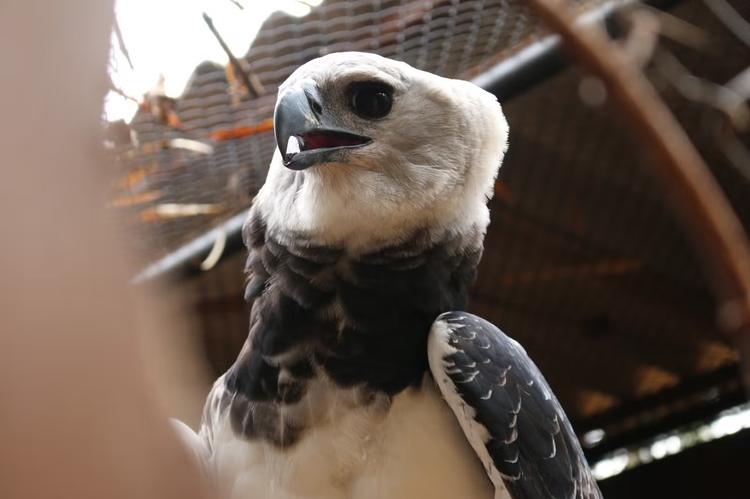 Harpia chega ao Zoo de Brasília para programa de conservação da espécie; veja imagens