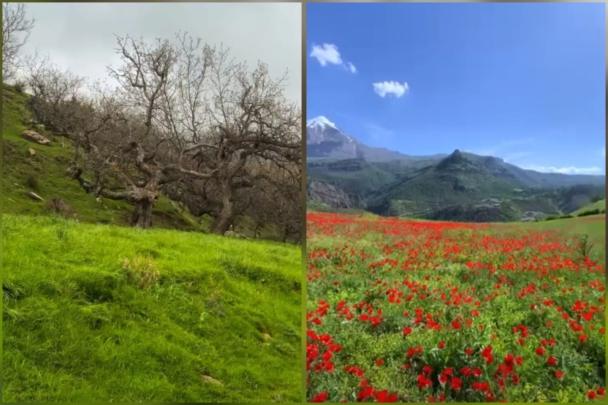 تحسن كبير في الغطاء النباتي بضواحي مراكش