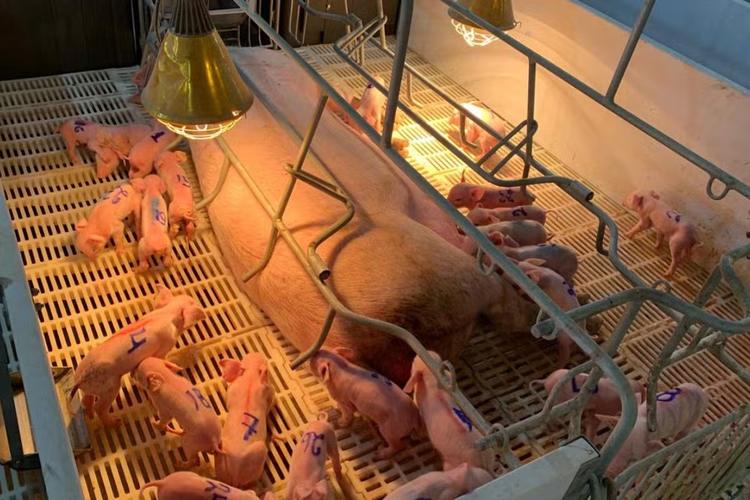 Parto de leitoa que bateu recorde com 33 filhotes durou 5 horas em granja de MS