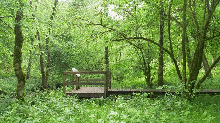 Deux sentiers réaménagés pour (re) découvrir la forêt de Tignécourt !