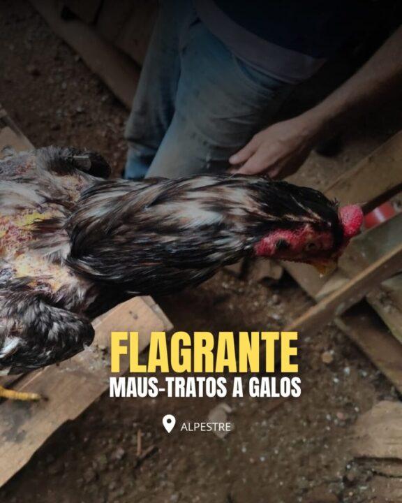 Brigada Militar flagra situação de maus-tratos a galos no município de Alpestre