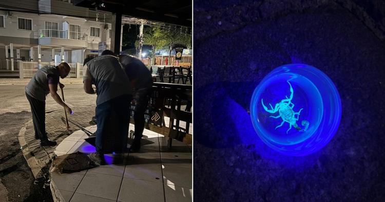 Escorpiões invadem área em bairro de Porto Belo e mobilizam ação urgente