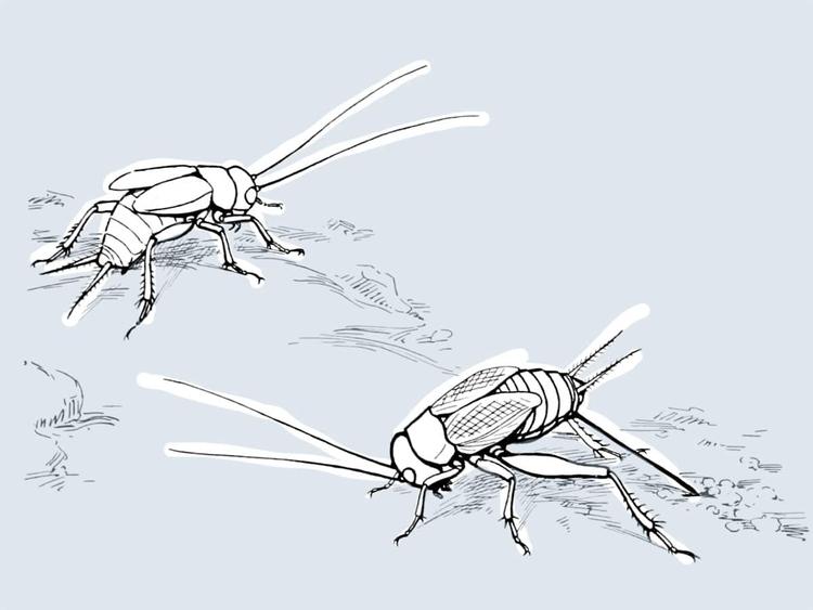 Universeller Takt? Mögliches Grundprinzip tierischer Kommunikation entdeckt