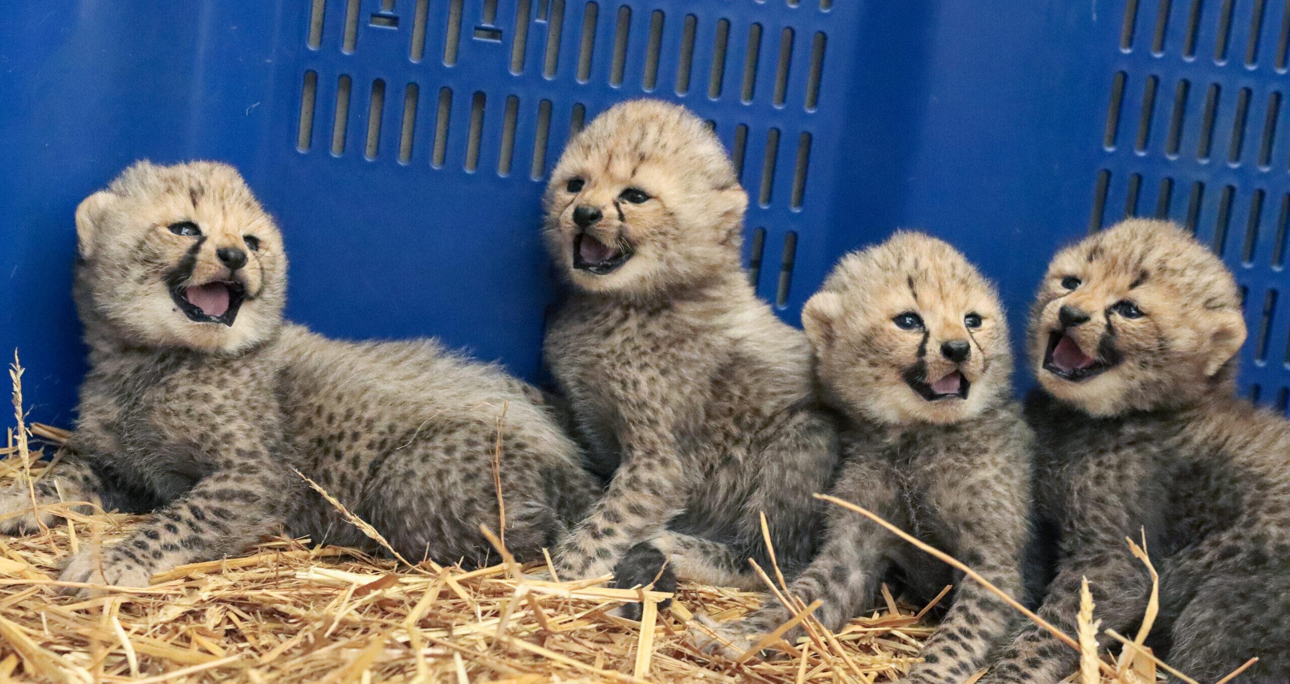Carnet rose au Zoo de Montpellier : 4 bébés guépards sont nés !
