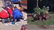 Una jubilada de 82 años fue ferozmente atacada por un pitbull en Córdoba: los vecinos intervinieron para salvarla