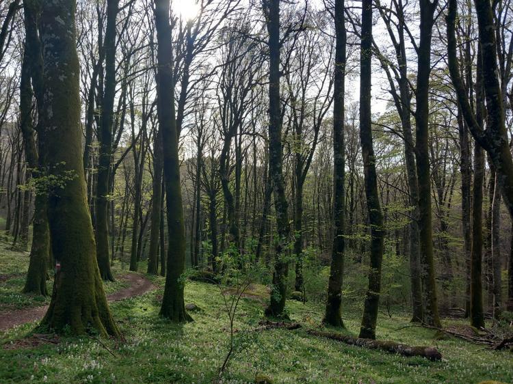 Forestazione urbana, Metrocittà Firenze mette a dimora 35.000 piante