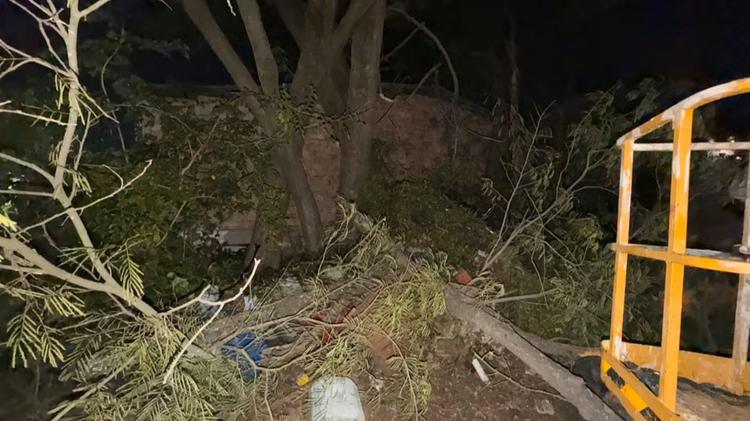 Vento derruba árvore sobre casa em Uruguaiana; prefeitura prepara plano contra temporal