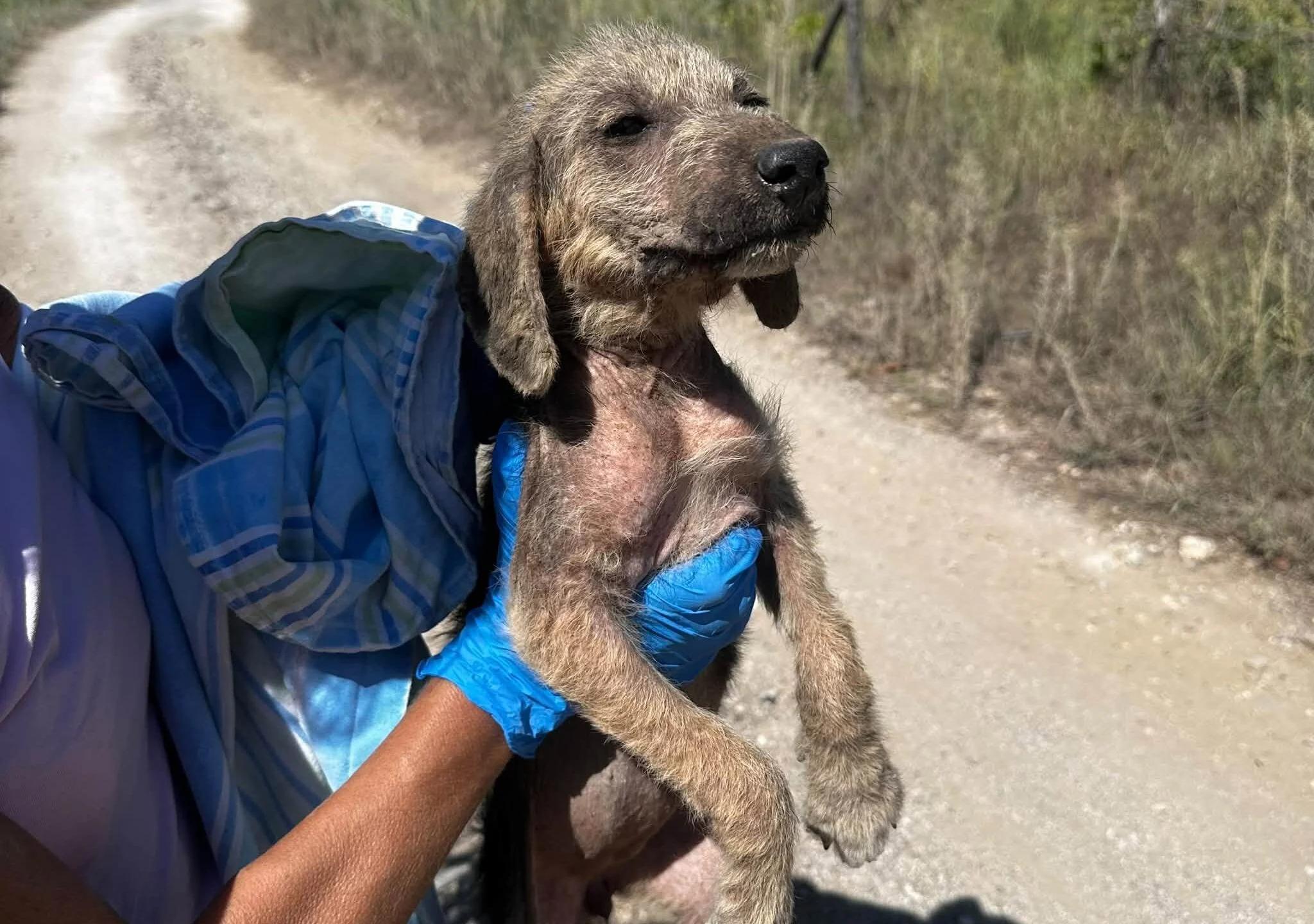 Cuccioli abbandonati a Casal Velino: due morti travolti, dura denuncia