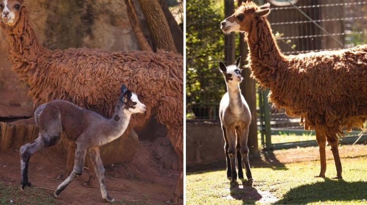 Filhote de alpaca vira novo 'xodó' do Parque Ecológico de São Carlos