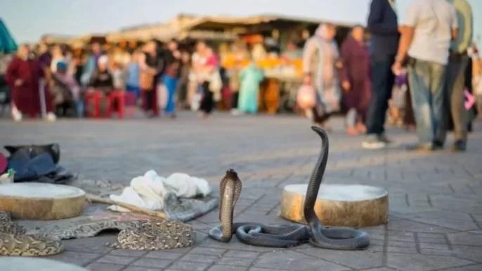 عريضة تحشد آلاف التوقيعات ضد الاستغلال السياحي للحيوانات في مراكش