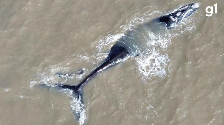 VÍDEO: Baleia ameaçada de extinção nada com filhote no mar de Tramandaí, no Litoral Norte do RS