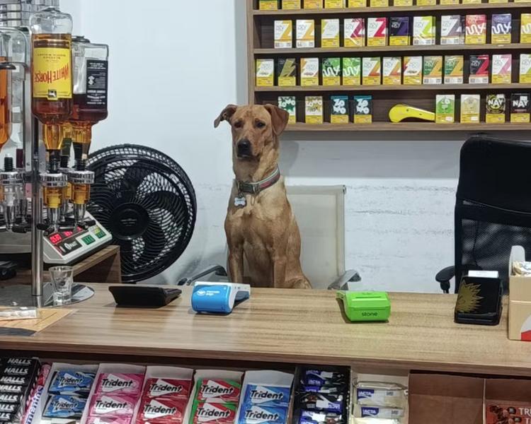 Itens 'roubados', escorregões e saltos em clientes: veja as peripécias do cão 'atrapalhante' de mercado em SC