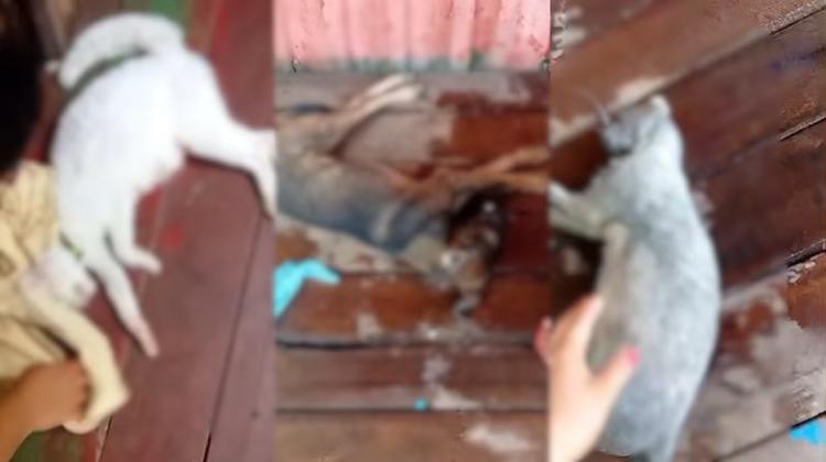 Moradores de Santana denunciam envenenamento de animais no bairro do Provedor