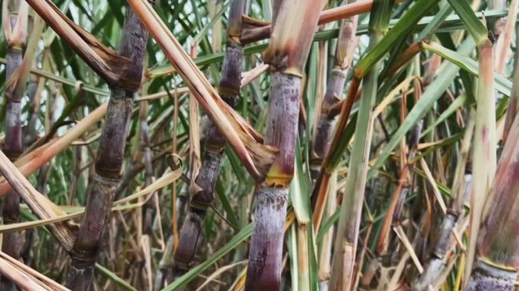 Governador anuncia investimentos de R$ 350 milhões em gasoduto para Uberlândia e Uberaba