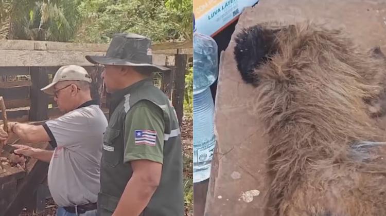 Morte de 5 macacos-prego em Pastos Bons é investigada por suspeita de febre amarela e raiva