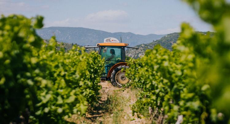 Quels sont les meilleurs vins de la Vallée de l’Hérault ?