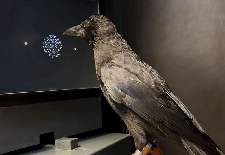 Krähen entscheiden schneller als Menschen