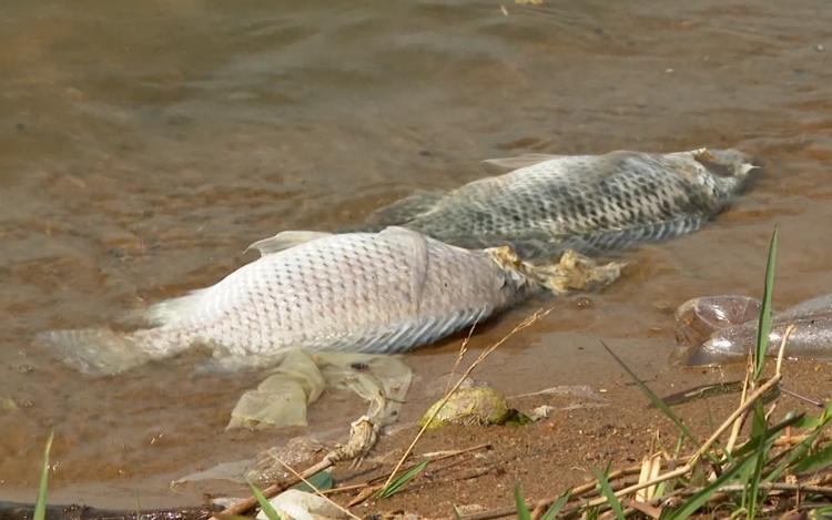 Mortandade de peixes preocupa moradores após denúncia de suposto despejo de esgoto em MG
