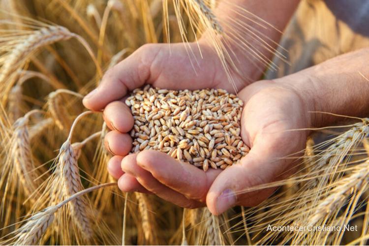 Israel almacena trigo ante posible escasez de alimentos, como hizo José en Egipto