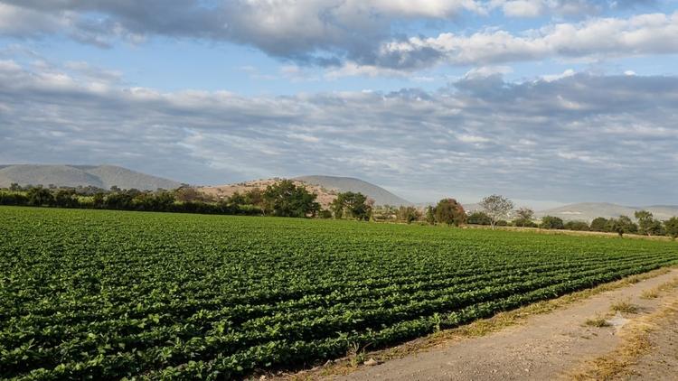 ¿Quieres transitar a la agroecología? Lanzan apoyo a productores de Morelos para rescatar el campo con tecnología