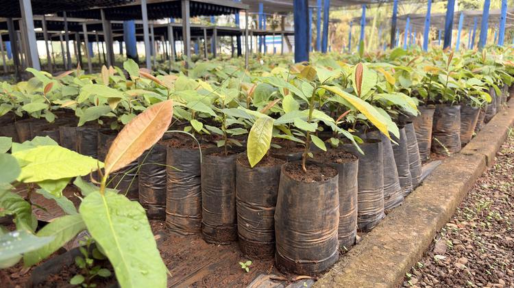 Viveirista coleta sementes em todo o país para recuperar florestas de MS