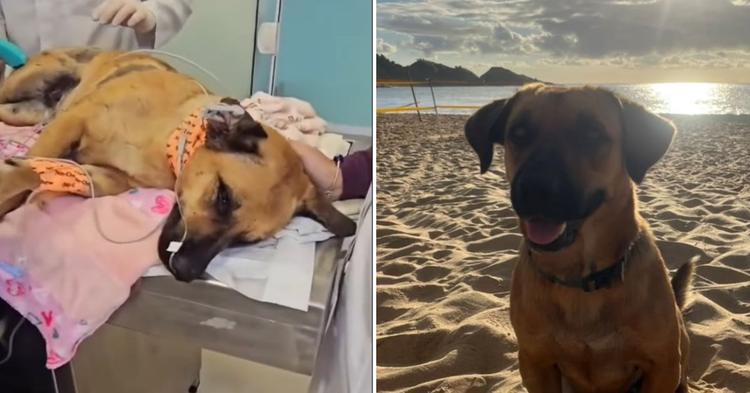 Cão comunitário morre durante cirurgia após suspeita de maus-tratos em Balneário Camboriú; Maninho vivia na Praia do Estaleiro