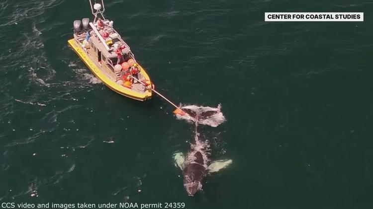 Baleia fica presa em equipamento de pesca e é liberada em Boston