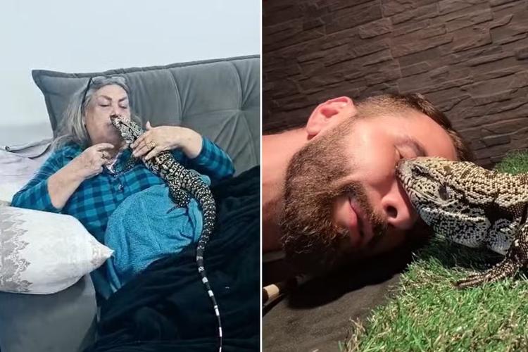 Lagarto ou cachorro? Teiú fêmea pede 'carinho' aos tutores e viraliza: 'Muito amorosa'; VÍDEO