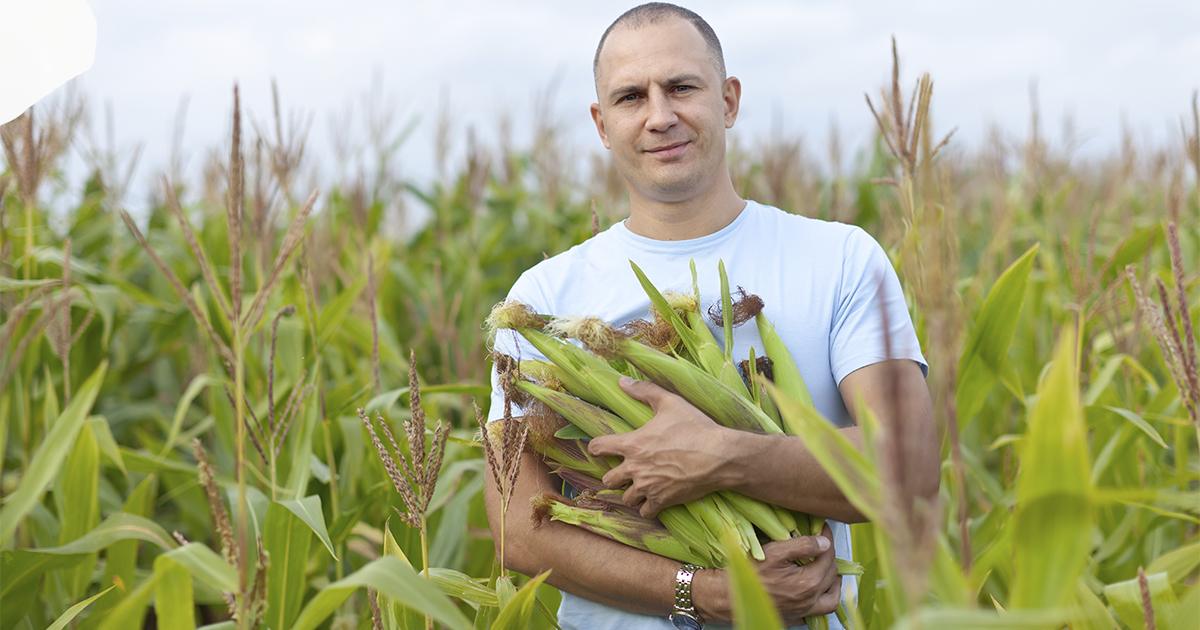 Cooperativas ampliam participação na produção agrícola do Mato Grosso
