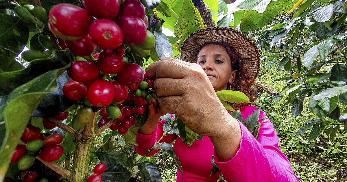 Cooperativa Expocacer exporta cafés especiais produzidos por mulheres do Cerrado Mineiro