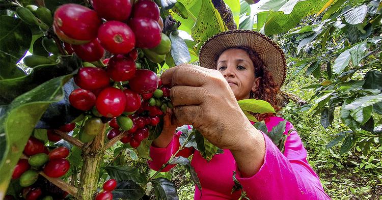 Cooperativa Expocacer exporta cafés especiais produzidos por mulheres do Cerrado Mineiro
