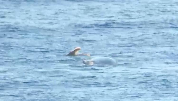 Mãe e filhote de baleias-jubarte entram na Baía dos Golfinhos