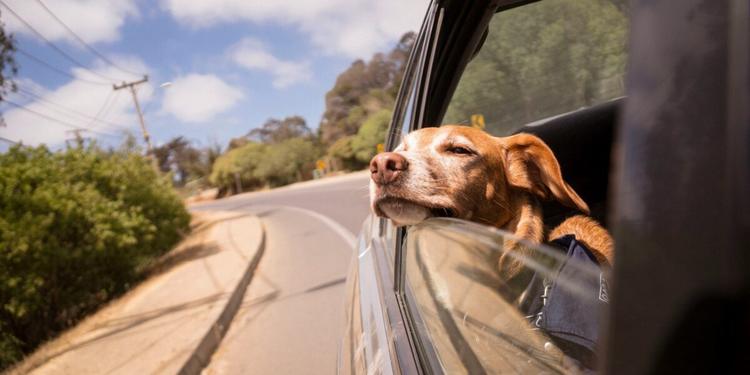 In vacanza con il cane: quasi 4 milioni di famiglie e 9,5 miliardi di euro