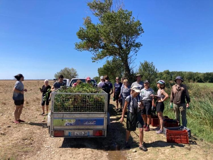 CHANTIER NATURE : SAUVONS LES LIBELLULES DU CANAL DE VERGIÈRE
