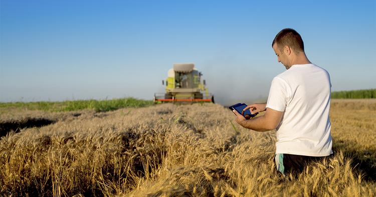 Cooperativa CACB adota tecnologia para reduzir dependência de insumos importados no cultivo de trigo