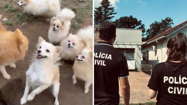Cães e gatos de raça: canil com mais de 200 animais é interditado e responsáveis são presos por maus-tratos no RS
