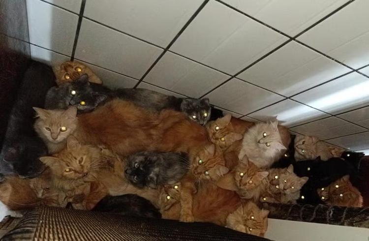 Mulher que mantinha 400 gatos em apartamento em SC é indiciada por maus-tratos