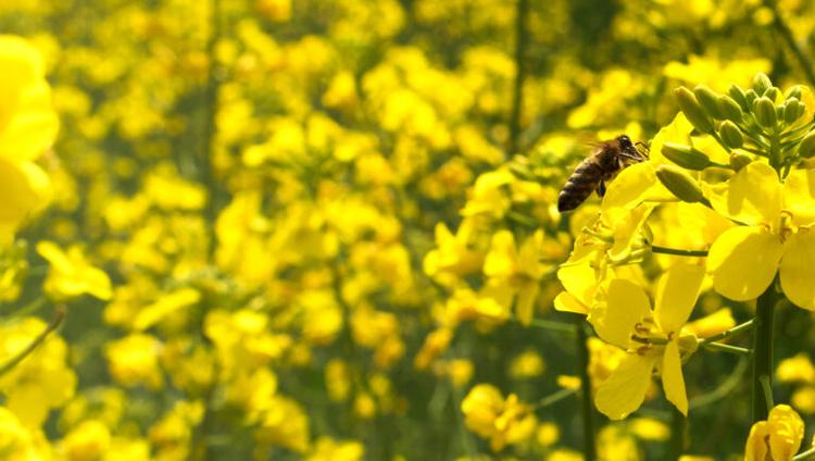 Scientists Warn EU Pesticide Reform Could Weaken Safety