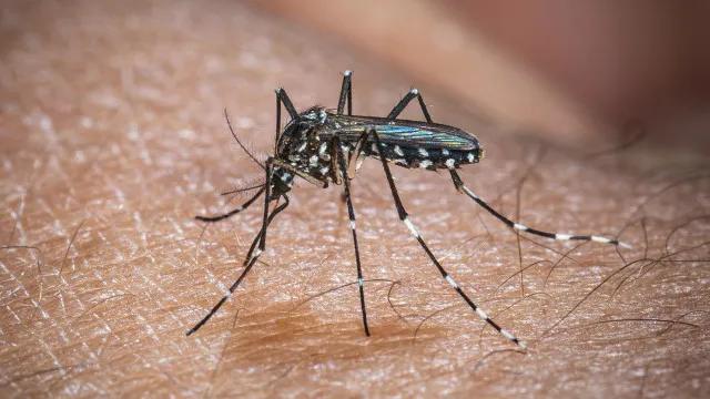 El Niño pode aumentar casos de chikungunya e dengue no Brasil