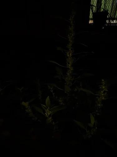 A nearly pitch-black photo of a plant taken without Night Sight
