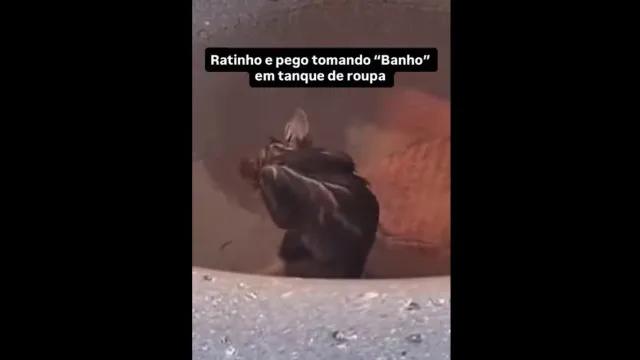 Mulher leva susto ao ver rato 'tomando banho' no tanque de casa; assista