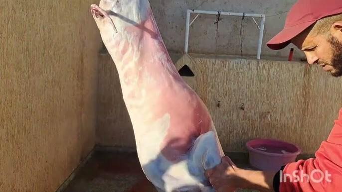 نصائح مهمة لمراقبة ذبيحة العيد بعد عملية النحر