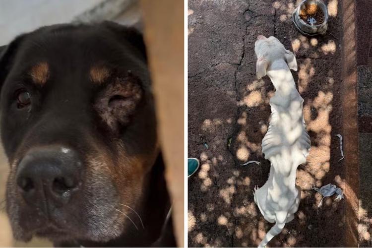Duas pessoas são presas por maus-tratos a cães em Campinas